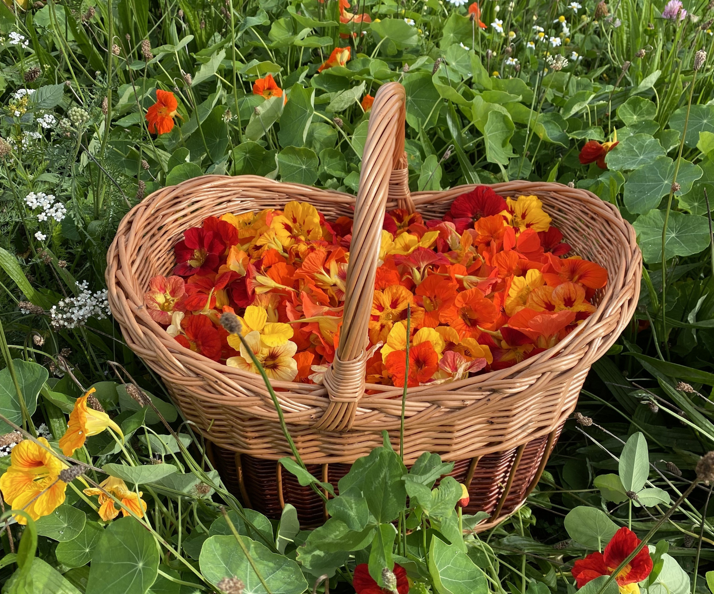 Kapuzinerkresse – ein Geschenk der Natur, das wir nutzen sollten