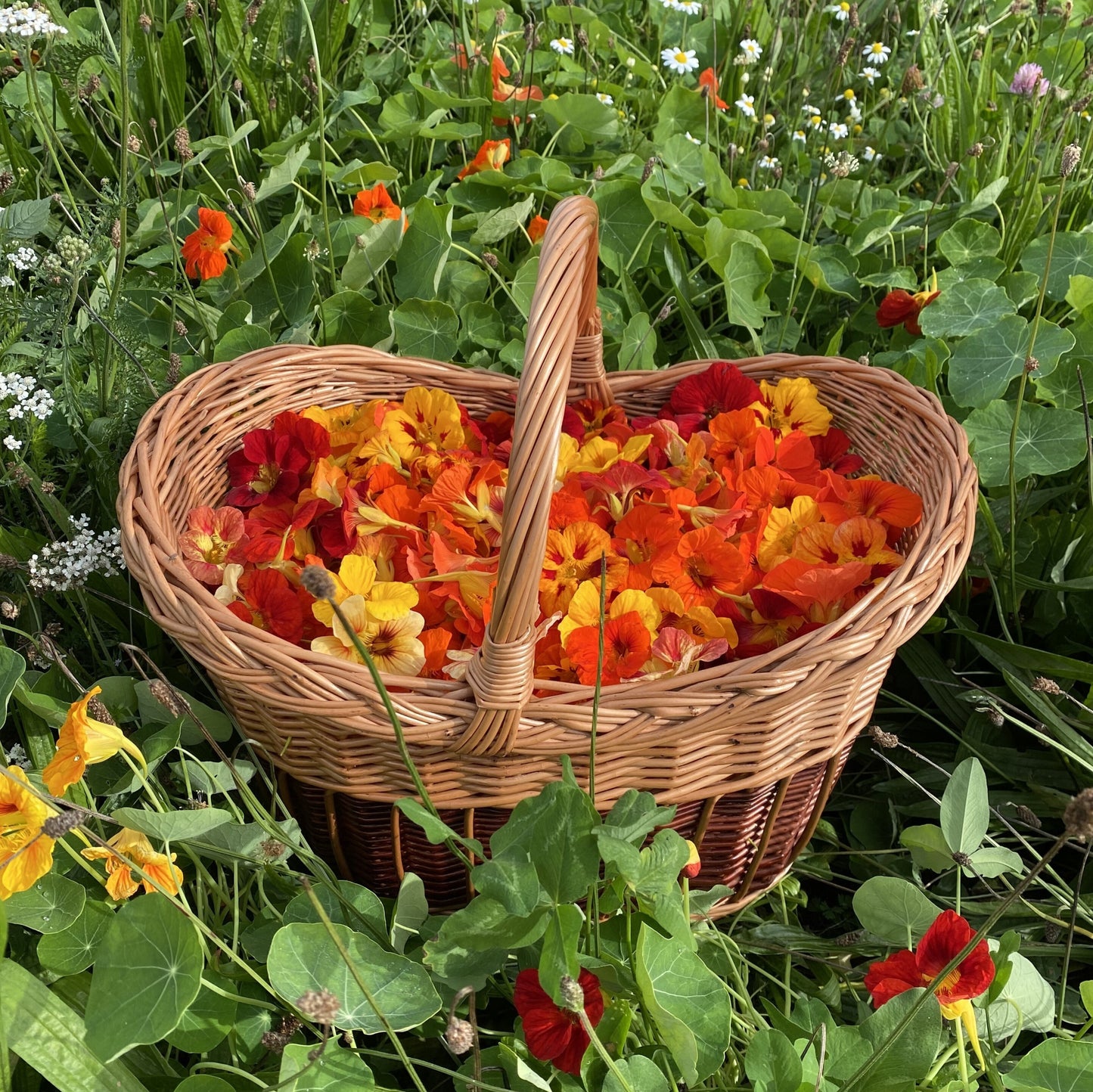 Kapuzinerkresse – ein Geschenk der Natur, das wir nutzen sollten